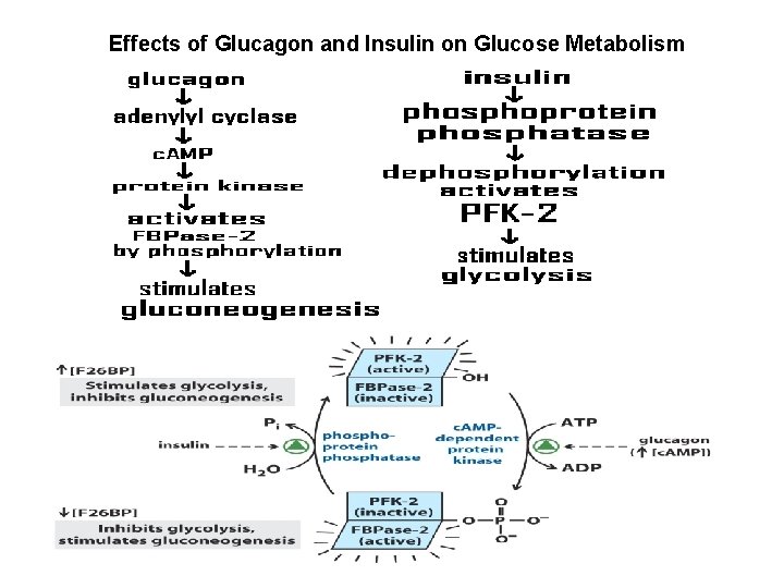 Effects of Glucagon and Insulin on Glucose Metabolism 