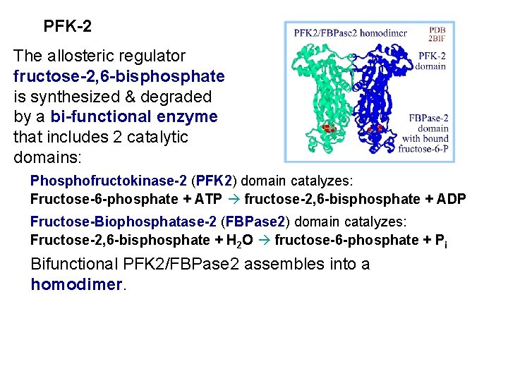 PFK-2 The allosteric regulator fructose-2, 6 -bisphosphate is synthesized & degraded by a bi-functional