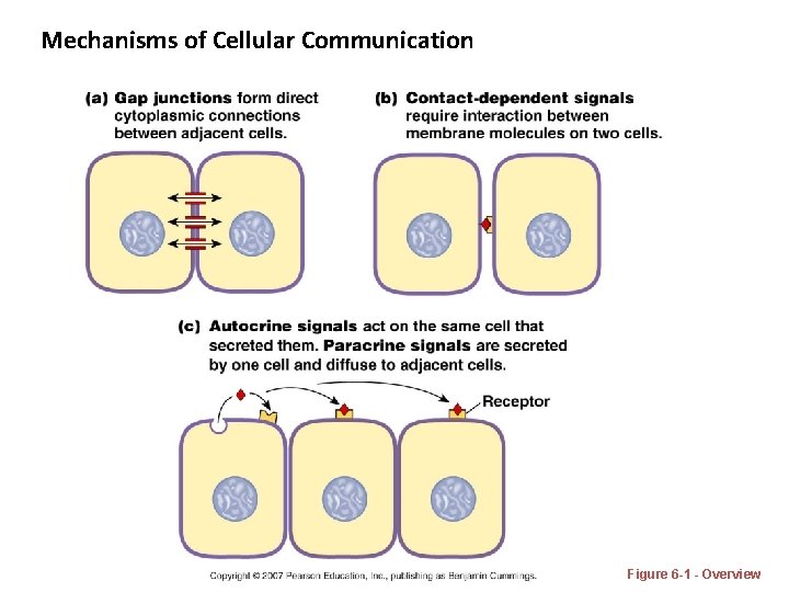 Mechanisms of Cellular Communication Figure 6 -1 - Overview 