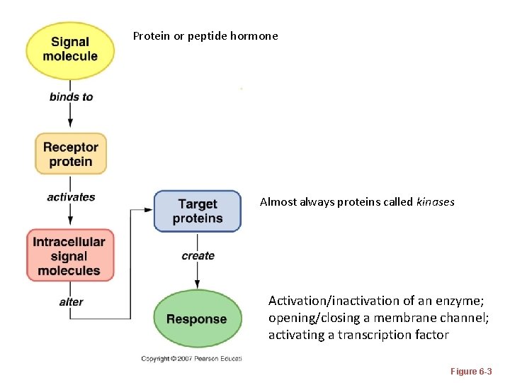 Protein or peptide hormone Almost always proteins called kinases Activation/inactivation of an enzyme; opening/closing