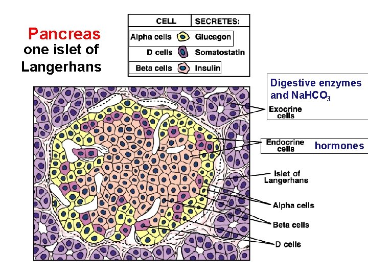 Pancreas one islet of Langerhans Digestive enzymes and Na. HCO 3 hormones 