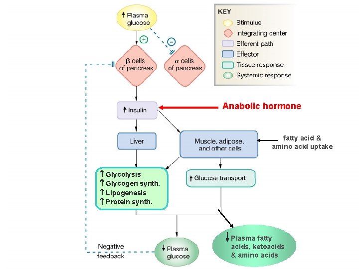 Anabolic hormone fatty acid & amino acid uptake Glycolysis Glycogen synth. Lipogenesis Protein synth.