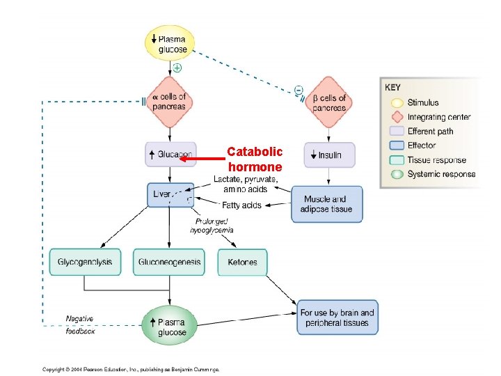 Catabolic hormone 