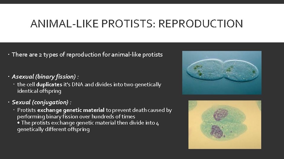 ANIMAL-LIKE PROTISTS: REPRODUCTION There are 2 types of reproduction for animal-like protists Asexual (binary