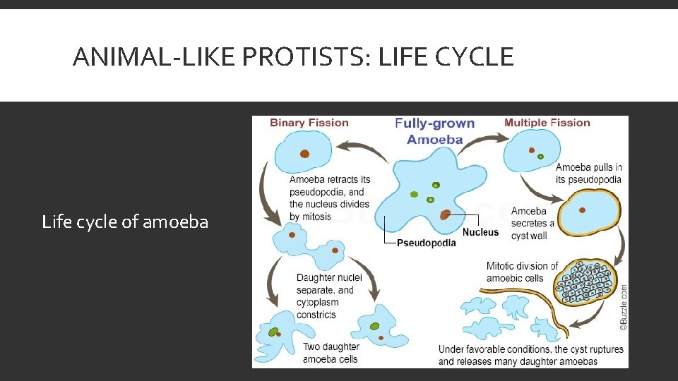 ANIMAL-LIKE PROTISTS: LIFE CYCLE Life cycle of amoeba 