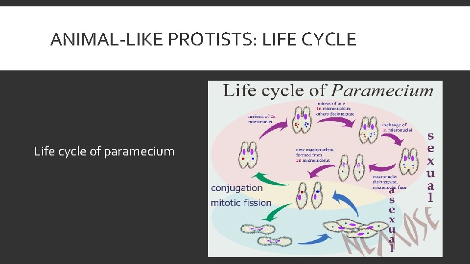 ANIMAL-LIKE PROTISTS: LIFE CYCLE Life cycle of paramecium 