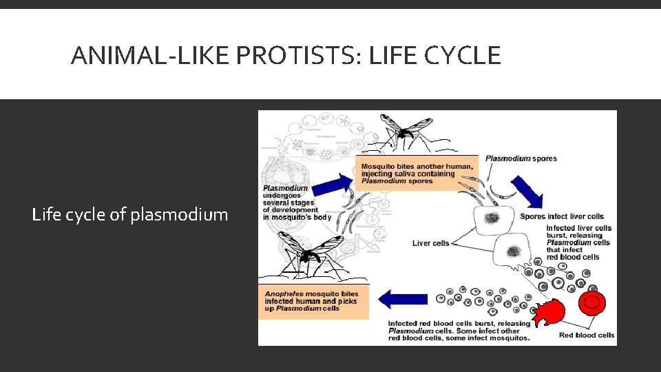 ANIMAL-LIKE PROTISTS: LIFE CYCLE Life cycle of plasmodium 