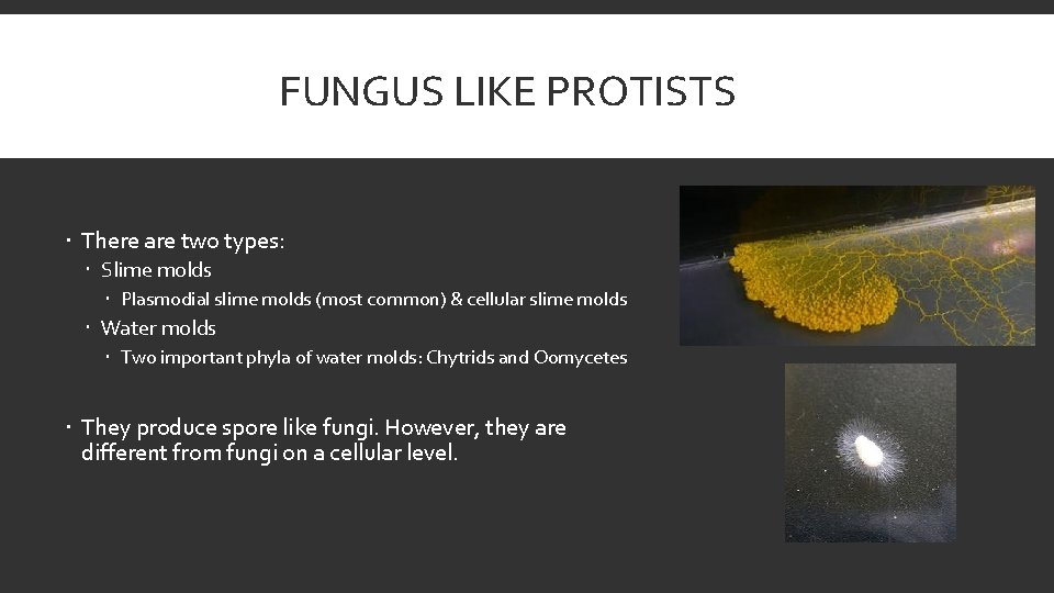 FUNGUS LIKE PROTISTS There are two types: Slime molds Plasmodial slime molds (most common)