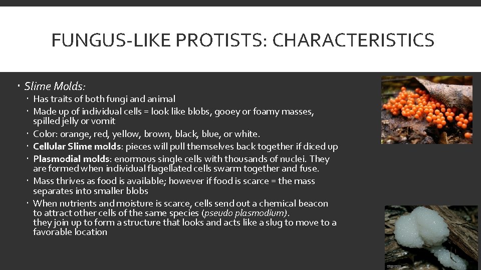 FUNGUS-LIKE PROTISTS: CHARACTERISTICS Slime Molds: Has traits of both fungi and animal Made up