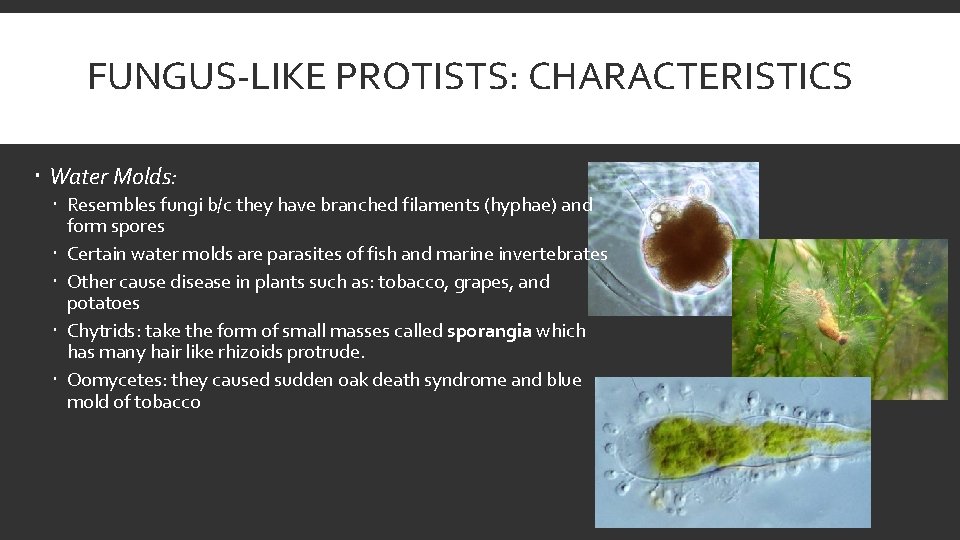 FUNGUS-LIKE PROTISTS: CHARACTERISTICS Water Molds: Resembles fungi b/c they have branched filaments (hyphae) and