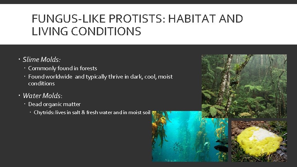 FUNGUS-LIKE PROTISTS: HABITAT AND LIVING CONDITIONS Slime Molds: Commonly found in forests Found worldwide