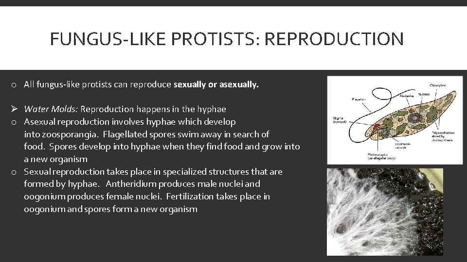 FUNGUS-LIKE PROTISTS: REPRODUCTION o All fungus-like protists can reproduce sexually or asexually. Ø Water