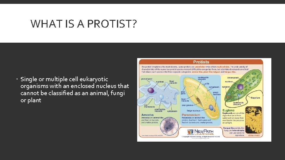 WHAT IS A PROTIST? Single or multiple cell eukaryotic organisms with an enclosed nucleus