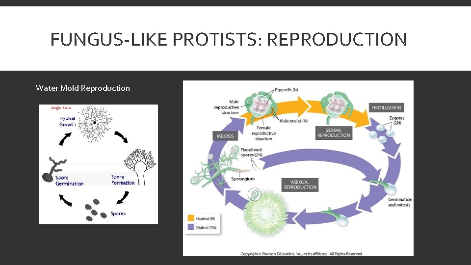 FUNGUS-LIKE PROTISTS: REPRODUCTION Water Mold Reproduction 