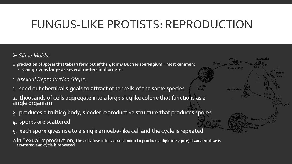 FUNGUS-LIKE PROTISTS: REPRODUCTION Ø Slime Molds: o production of spores that takes a form