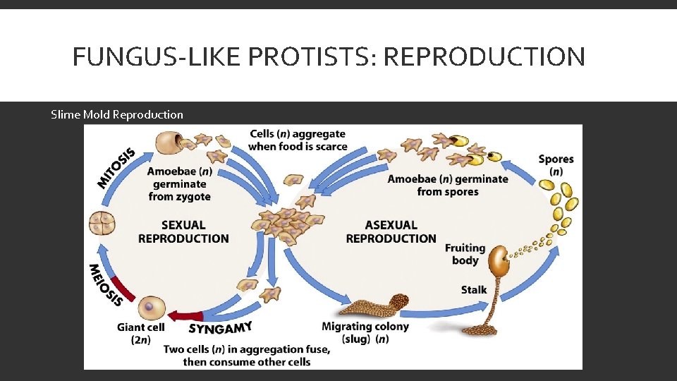 FUNGUS-LIKE PROTISTS: REPRODUCTION Slime Mold Reproduction 