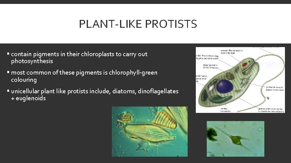 PLANT-LIKE PROTISTS § contain pigments in their chloroplasts to carry out photosynthesis § most