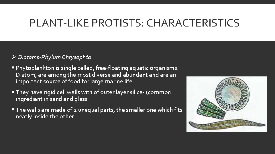 PLANT-LIKE PROTISTS: CHARACTERISTICS Ø Diatoms-Phylum Chrysophta § Phytoplankton is single celled, free-floating aquatic organisms.