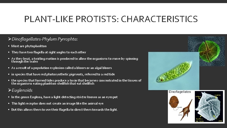 PLANT-LIKE PROTISTS: CHARACTERISTICS ØDinoflagellates-Phylum Pyrrophta: § Most are phytoplankton § They have two flagella