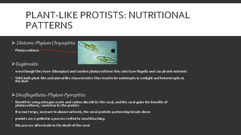 PLANT-LIKE PROTISTS: NUTRITIONAL PATTERNS Ø Diatoms-Phylum Chrysophta Photosynthesis ØEuglenoids: even though they have chloroplast