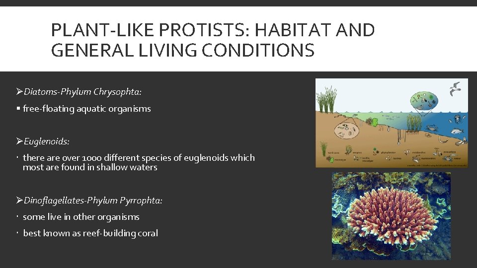 PLANT-LIKE PROTISTS: HABITAT AND GENERAL LIVING CONDITIONS ØDiatoms-Phylum Chrysophta: § free-floating aquatic organisms ØEuglenoids: