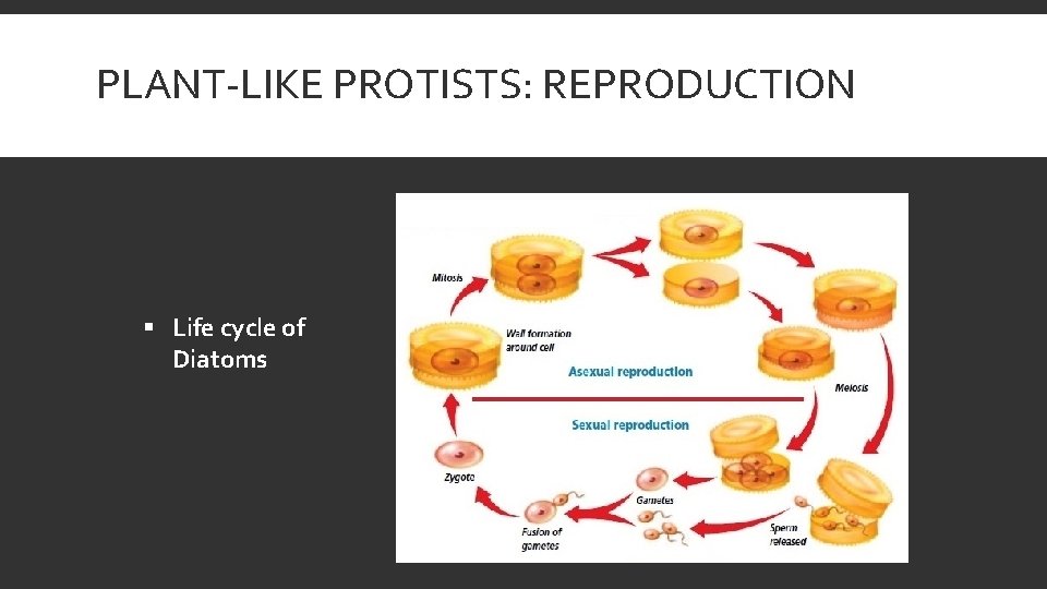 PLANT-LIKE PROTISTS: REPRODUCTION § Life cycle of Diatoms 