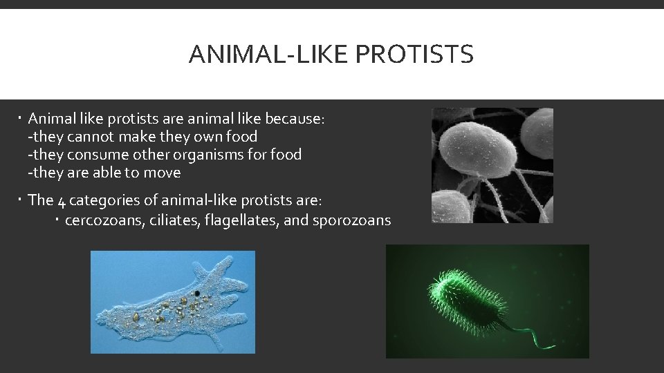 ANIMAL-LIKE PROTISTS Animal like protists are animal like because: -they cannot make they own
