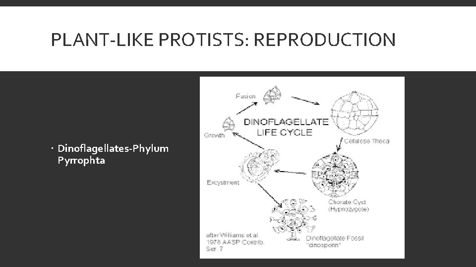 PLANT-LIKE PROTISTS: REPRODUCTION Dinoflagellates-Phylum Pyrrophta 