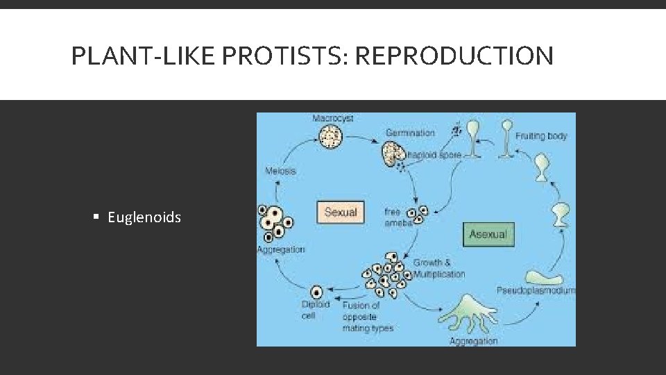 PLANT-LIKE PROTISTS: REPRODUCTION § Euglenoids 