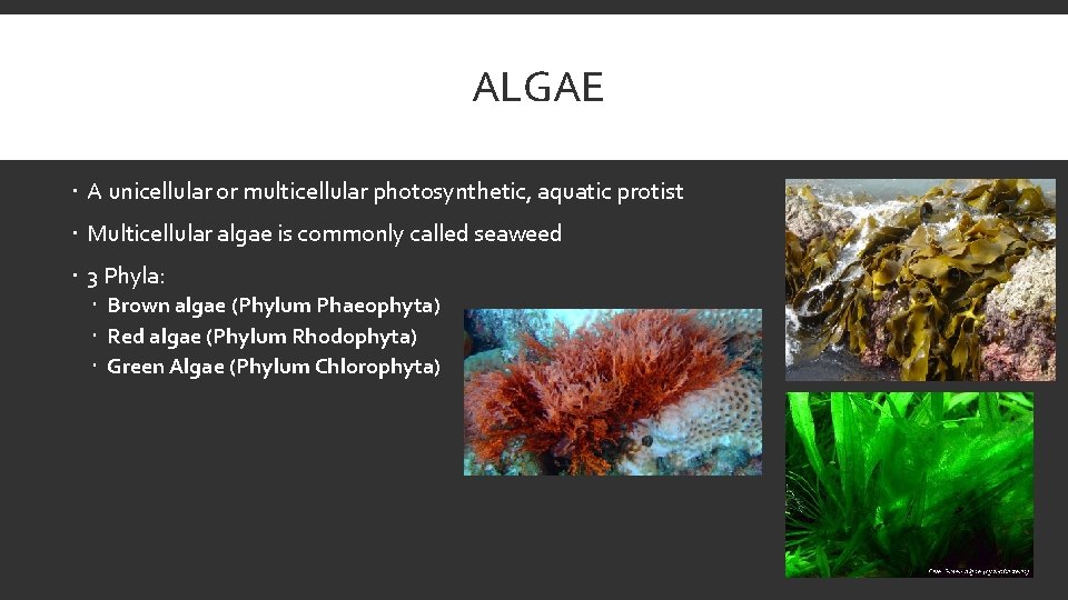 ALGAE A unicellular or multicellular photosynthetic, aquatic protist Multicellular algae is commonly called seaweed