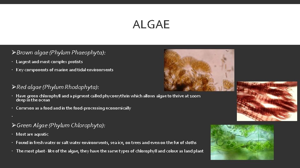 ALGAE ØBrown algae (Phylum Phaeophyta): Largest and most complex protists Key components of marine