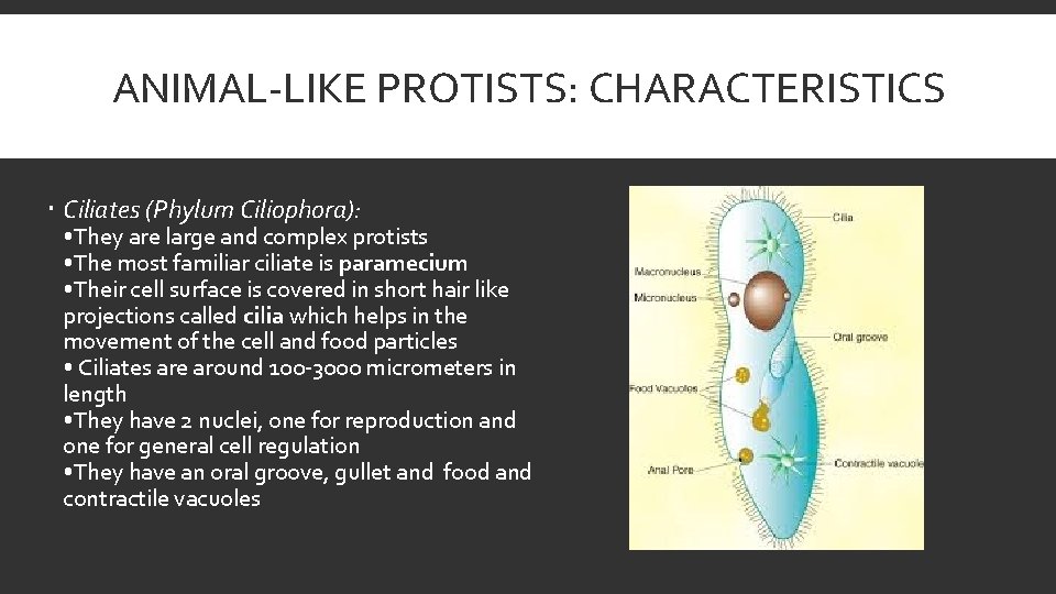 ANIMAL-LIKE PROTISTS: CHARACTERISTICS Ciliates (Phylum Ciliophora): • They are large and complex protists •