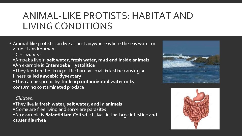 ANIMAL-LIKE PROTISTS: HABITAT AND LIVING CONDITIONS • Animal-like protists can live almost anywhere there