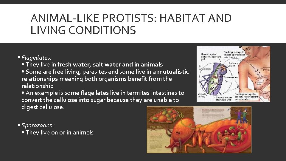 ANIMAL-LIKE PROTISTS: HABITAT AND LIVING CONDITIONS § Flagellates: • They live in fresh water,