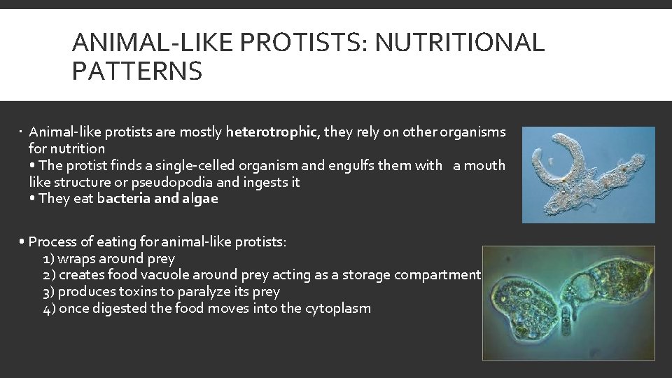 ANIMAL-LIKE PROTISTS: NUTRITIONAL PATTERNS Animal-like protists are mostly heterotrophic, they rely on other organisms