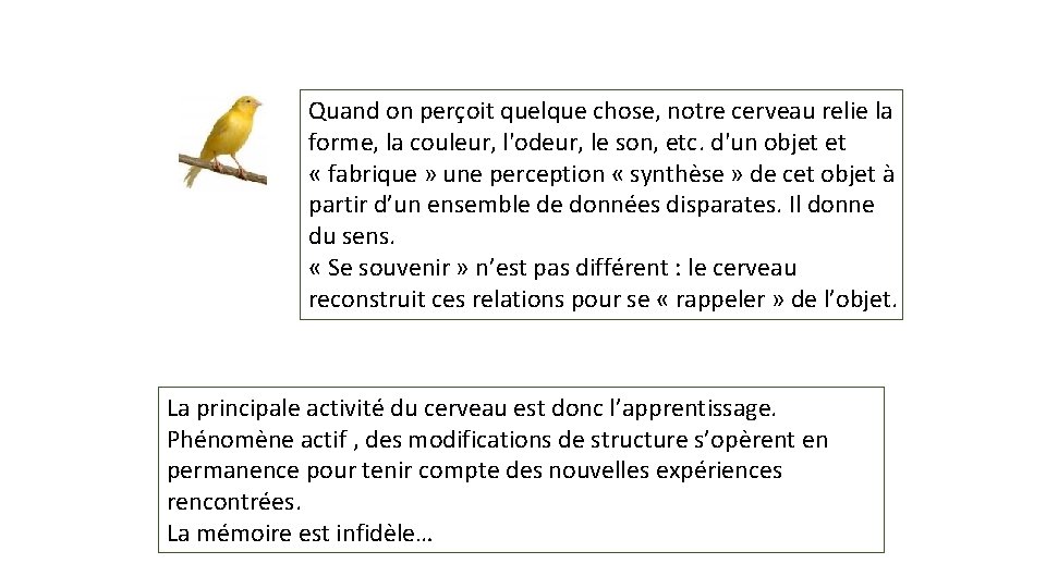 Quand on perçoit quelque chose, notre cerveau relie la forme, la couleur, l'odeur, le