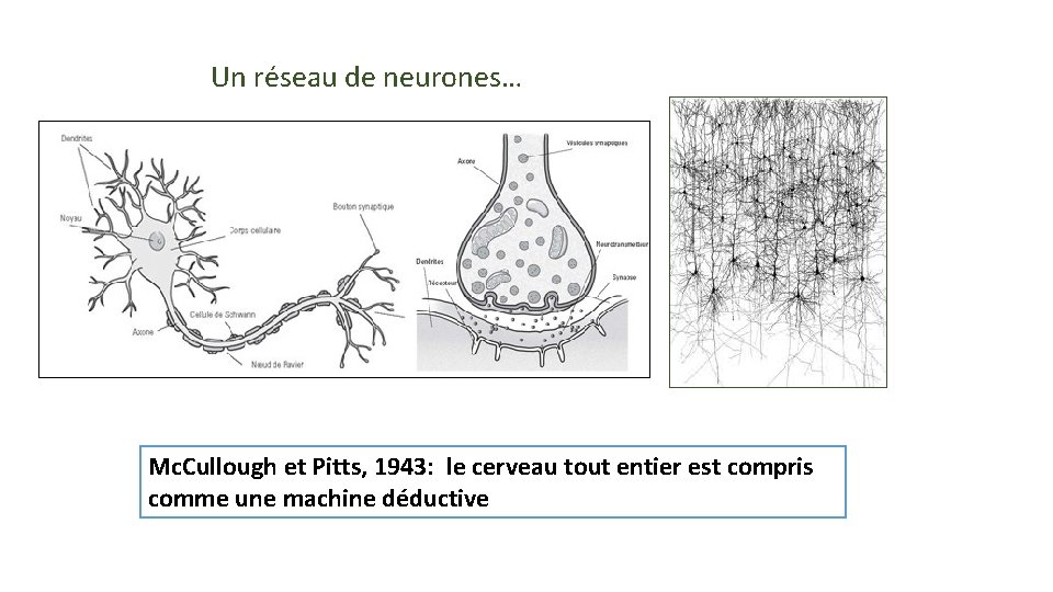 Un réseau de neurones… Mc. Cullough et Pitts, 1943: le cerveau tout entier est