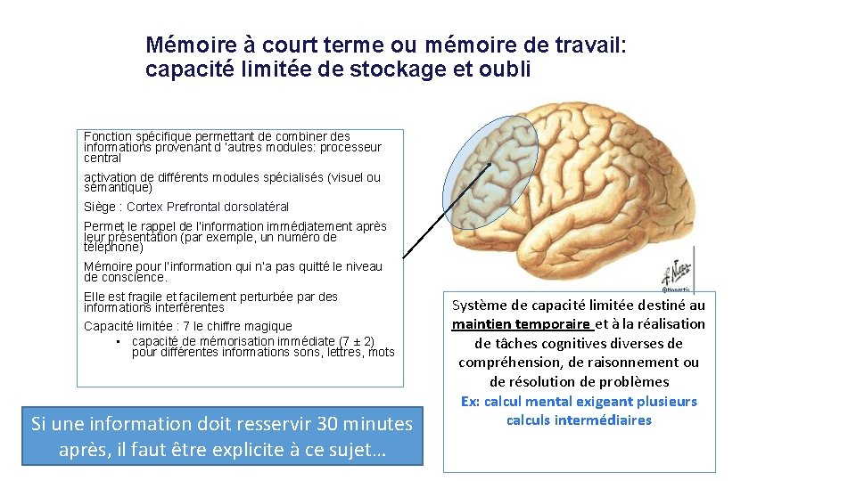 Mémoire à court terme ou mémoire de travail: capacité limitée de stockage et oubli