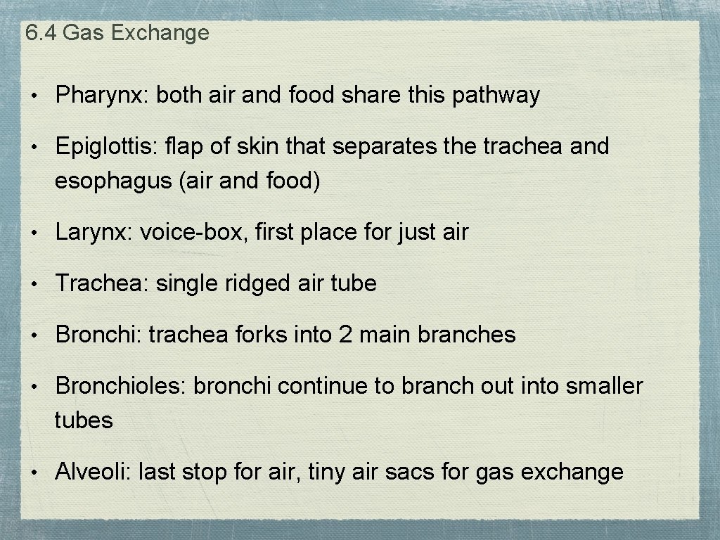 6. 4 Gas Exchange • Pharynx: both air and food share this pathway •