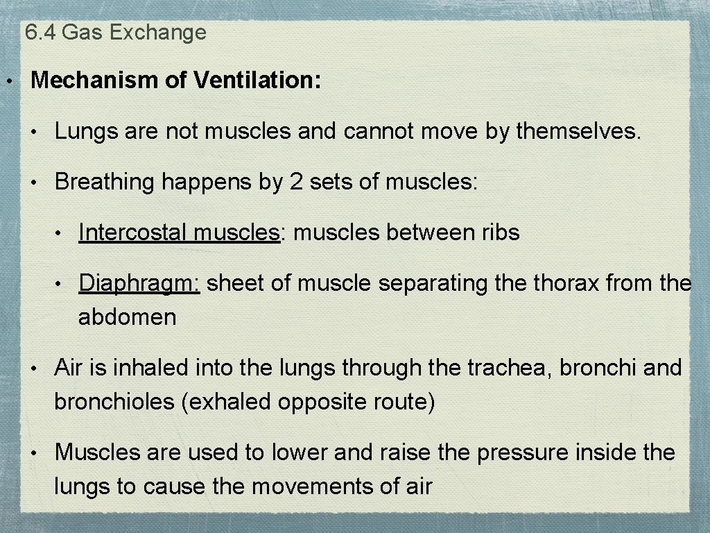6. 4 Gas Exchange • Mechanism of Ventilation: • Lungs are not muscles and