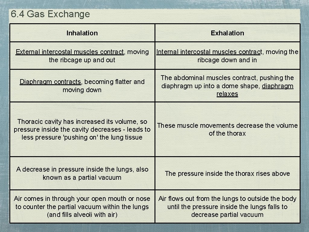 6. 4 Gas Exchange Inhalation External intercostal muscles contract, moving the ribcage up and
