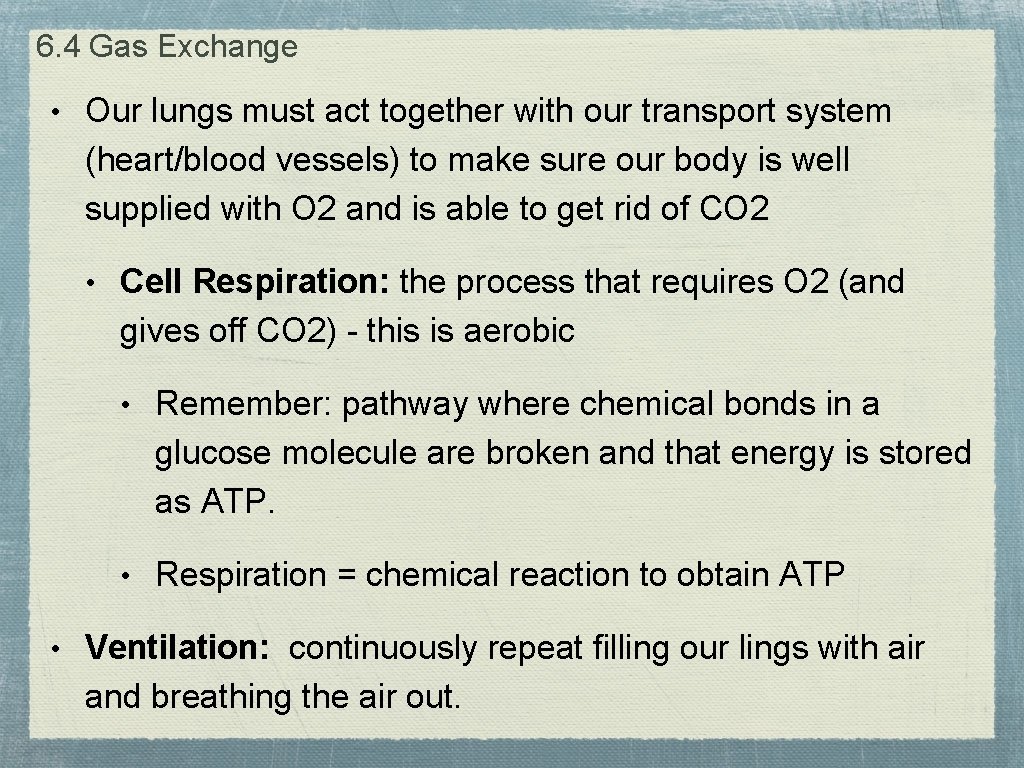 6. 4 Gas Exchange • Our lungs must act together with our transport system