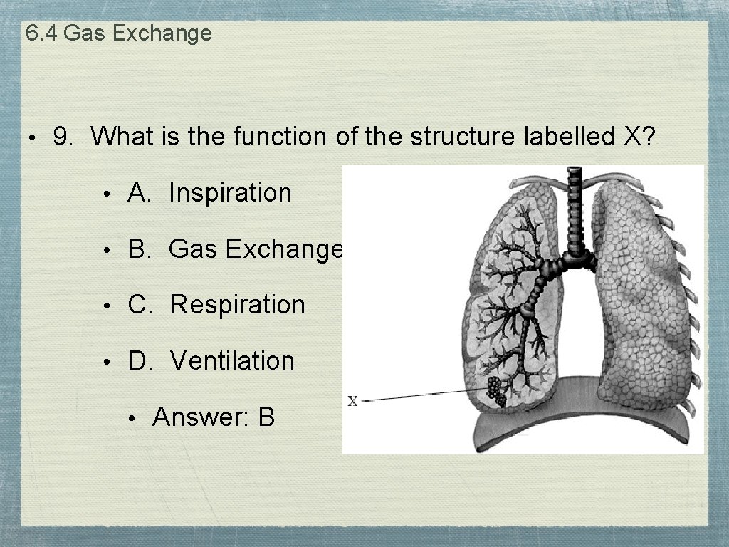 6. 4 Gas Exchange • 9. What is the function of the structure labelled