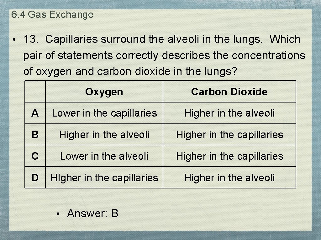6. 4 Gas Exchange • 13. Capillaries surround the alveoli in the lungs. Which