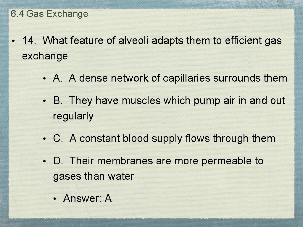 6. 4 Gas Exchange • 14. What feature of alveoli adapts them to efficient