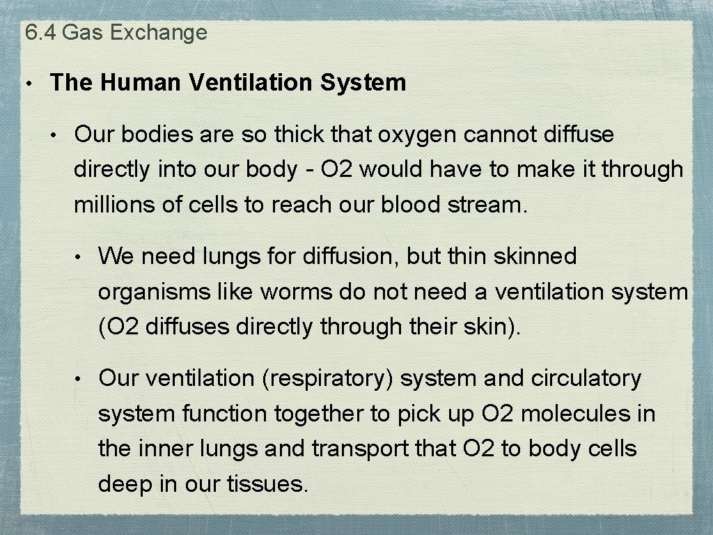 6. 4 Gas Exchange • The Human Ventilation System • Our bodies are so