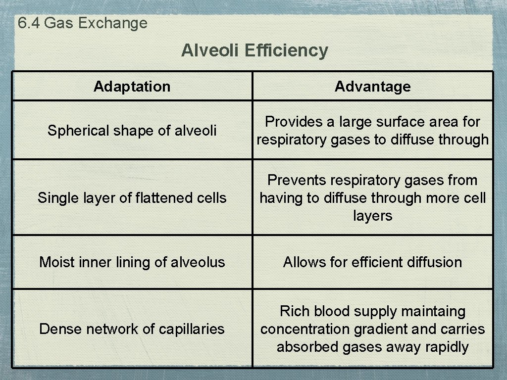 6. 4 Gas Exchange Alveoli Efficiency Adaptation Advantage Spherical shape of alveoli Provides a
