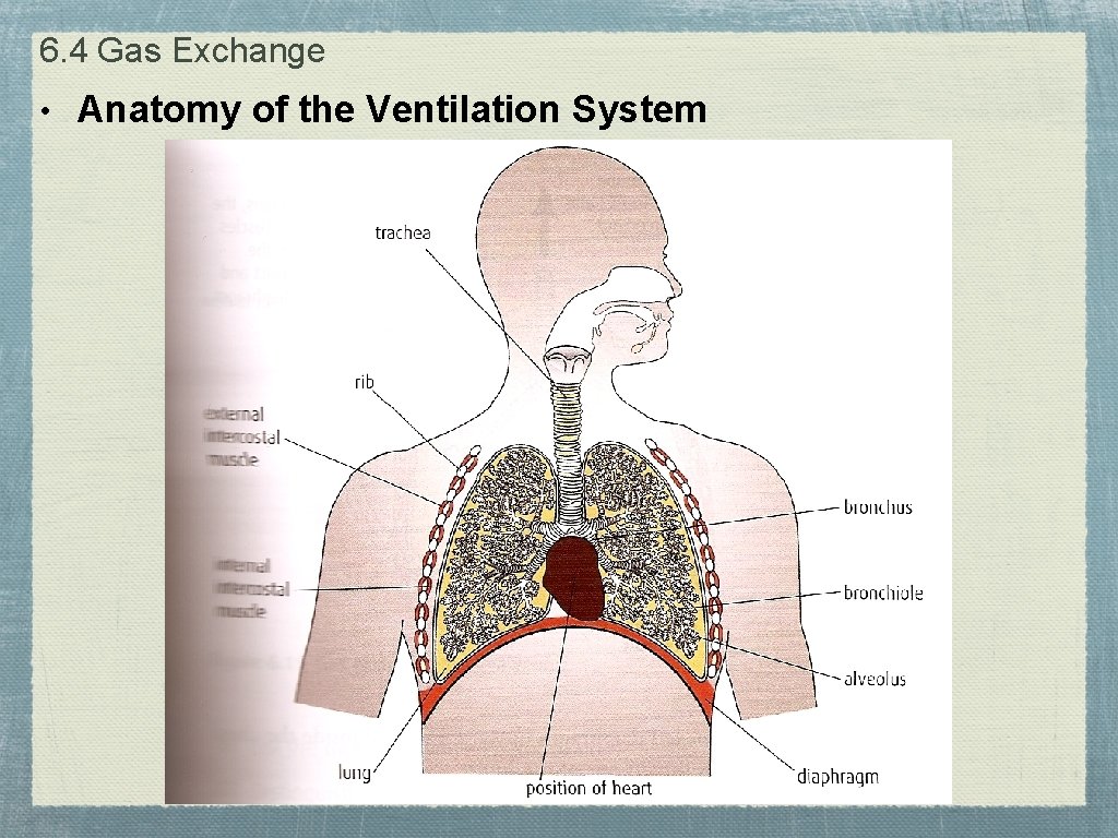 6. 4 Gas Exchange • Anatomy of the Ventilation System 