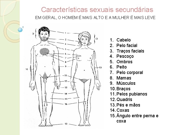 Características sexuais secundárias EM GERAL, O HOMEM É MAIS ALTO E A MULHER É