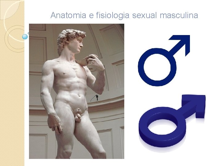 Anatomia e fisiologia sexual masculina 